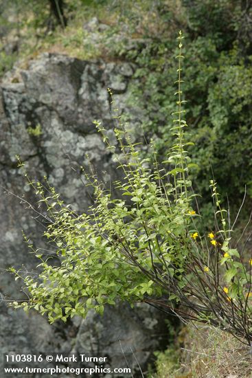 Keckiella lemmonii