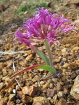 Coast Flatstem Onion