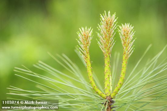 Pinus jeffreyi