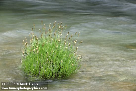 Carex nudata
