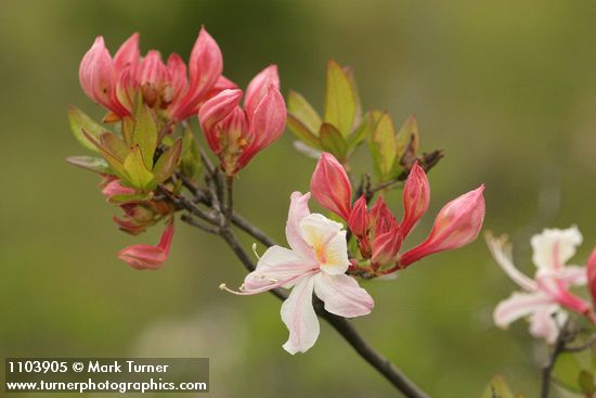 Rhododendron occidentale