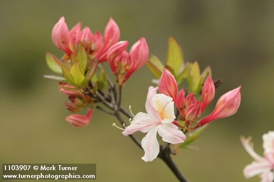 Rhododendron occidentale