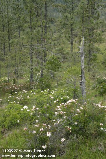 Rhododendron occidentale; Pinus jeffreyi