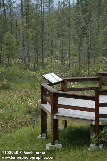 Darlingtonia californica; Rhododendron occidentale; Pinus jeffreyi