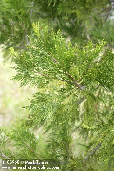 Calocedrus decurrens