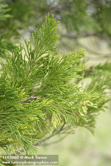 Calocedrus decurrens