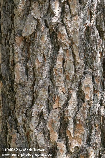 Pinus jeffreyi