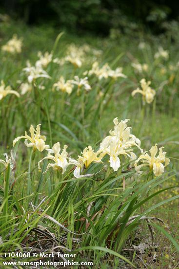 Iris bracteata