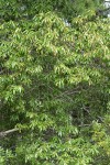 Golden Chinquapin
