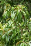 Golden Chinquapin foliage