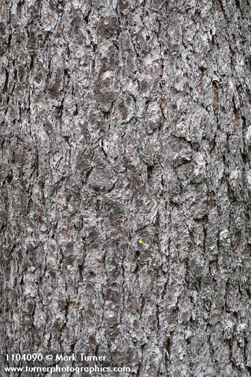 Pinus monticola