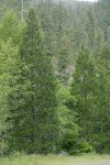 Incense Cedars w/ White Alders