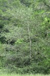 Tanoak