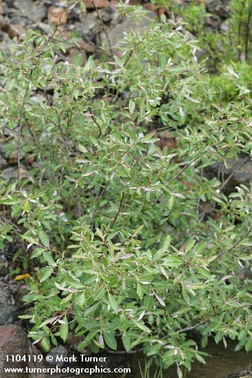Salix delnortensis