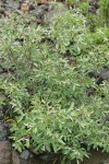 Del Norte Willow