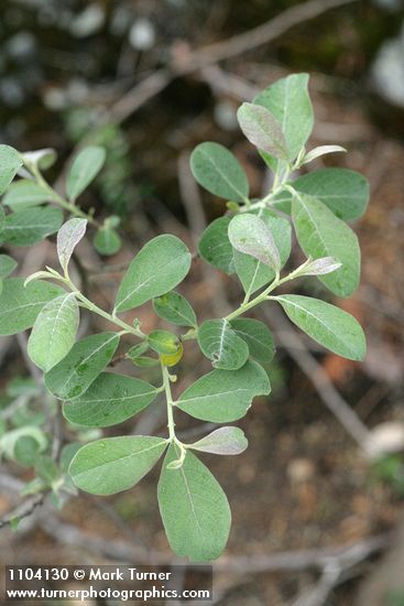 Salix delnortensis