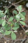 Del Norte Willow foliage