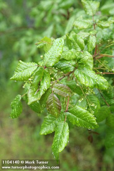 Toxicodendron diversilobum