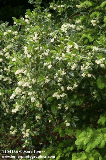 Ceanothus velutinus