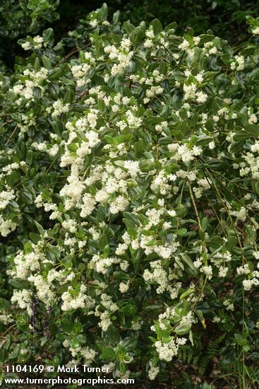 Ceanothus velutinus