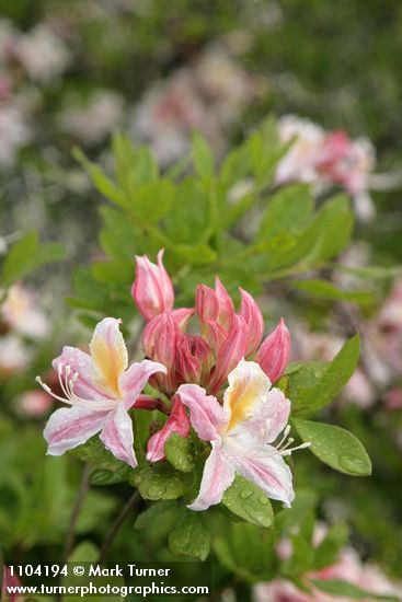 Rhododendron occidentale