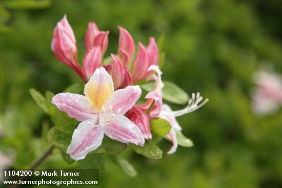 Rhododendron occidentale