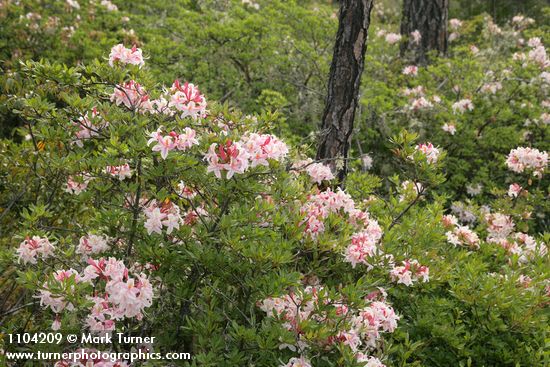 Rhododendron occidentale