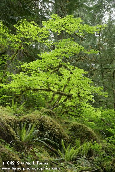 Acer circinatum; Polystichum munitum