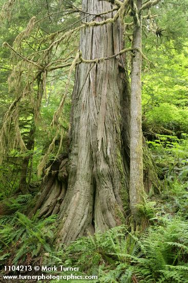 Thuja plicata; Polystichum munitum