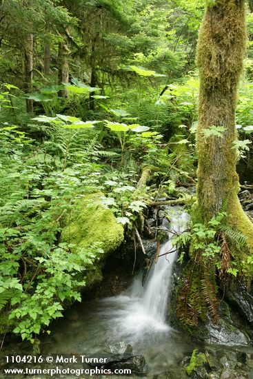 Oplopanax horridus; Rubus spectabilis; Polystichum munitum; Acer macrophyllum