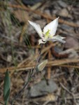 Lyall's Star Tulip