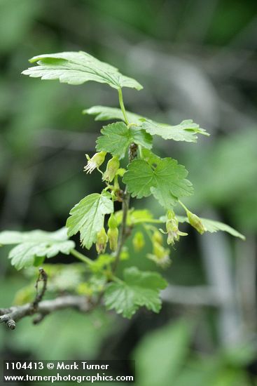 Ribes inerme