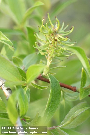 Salix bebbiana