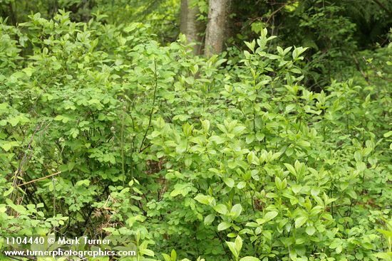 Rhamnus alnifolia