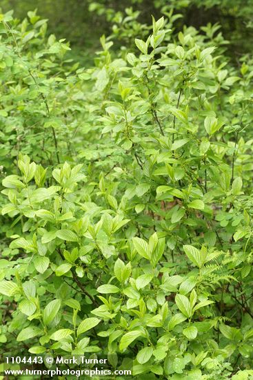 Rhamnus alnifolia