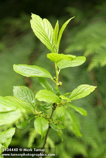 Rhamnus alnifolia