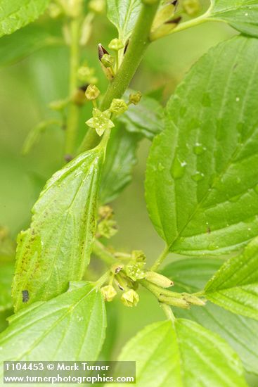 Rhamnus alnifolia