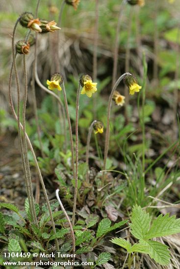 Dryas drummondii