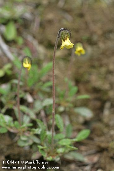 Dryas drummondii