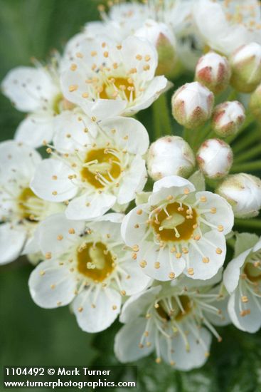 Physocarpus malvaceus
