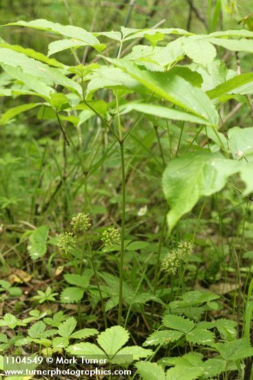 Aralia nudicaulis