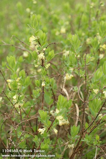 Lonicera caerulea