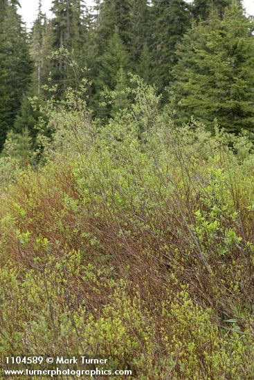 Salix geyeriana