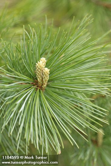 Pinus monticola
