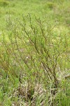 Undergreen Willow (female)