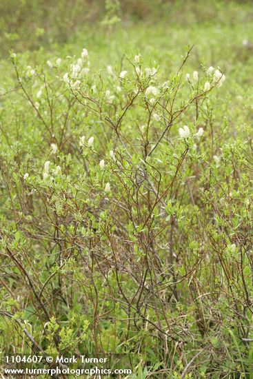 Salix commutata