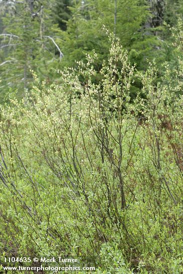 Salix geyeriana