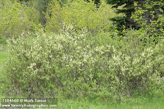 Salix commutata
