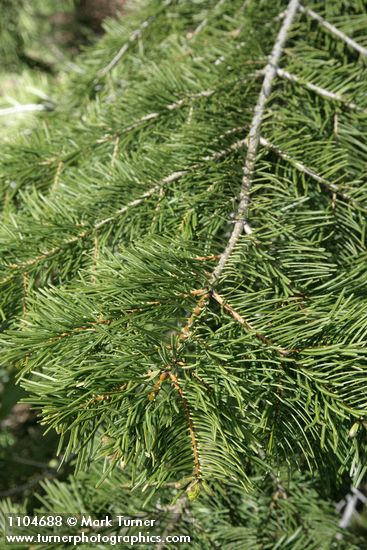Abies concolor x A. grandis