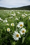 White Mule's Ears